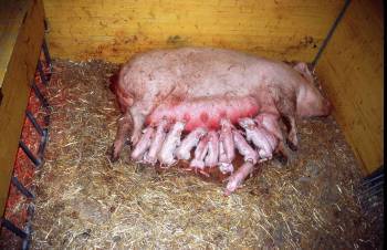 Dreckiger Dreier mit schwangerer German Mutter Sau Dreckiger Dreier mit schwangerer German Mutter Sau